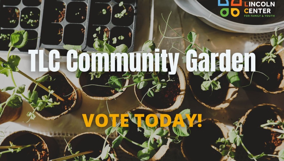Plants growing containers at TLC's community garden.