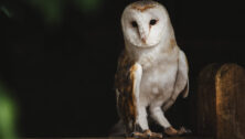 Night Owl sitting on a branch