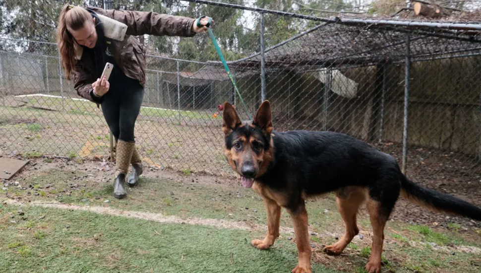 Phoenix Animal Rescue