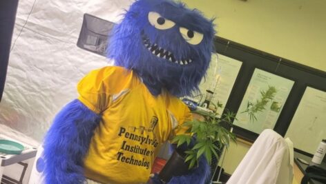 A mascot holds a cannabis plant in the Pennsylvania Institute of Technology grow lab