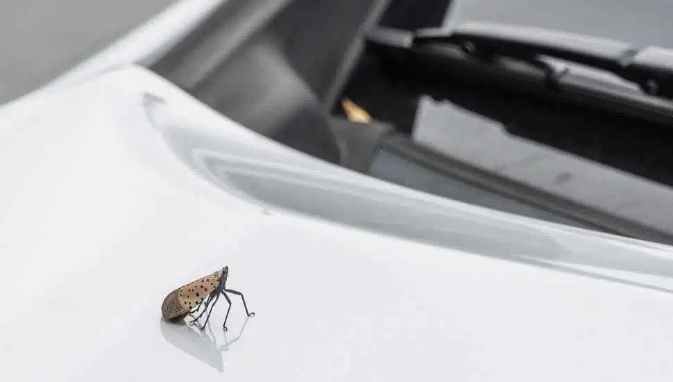 Pa. Uses a Fine Approach — Meaning Both Workable and Costly — to Tamp Down Lanternfly Infestation