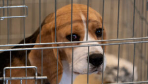 beagle in cage