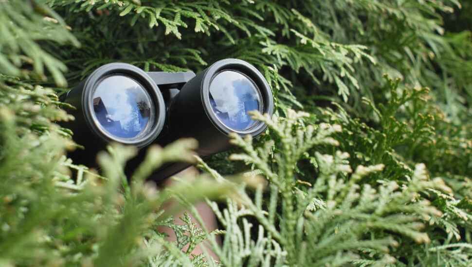 binoculars out of bushes