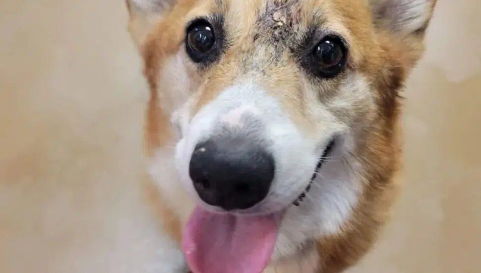 Arthur the corgi at Main Line Animal Rescue