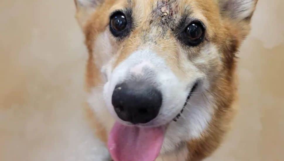Brave Corgi Survives for Days After Being Shot in Head, Finds Refuge at Animal Rescue in Phoenixville 