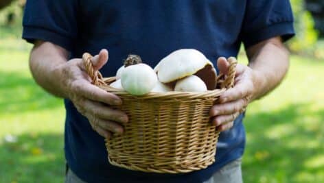 man holding a basket of harvested mushrooms