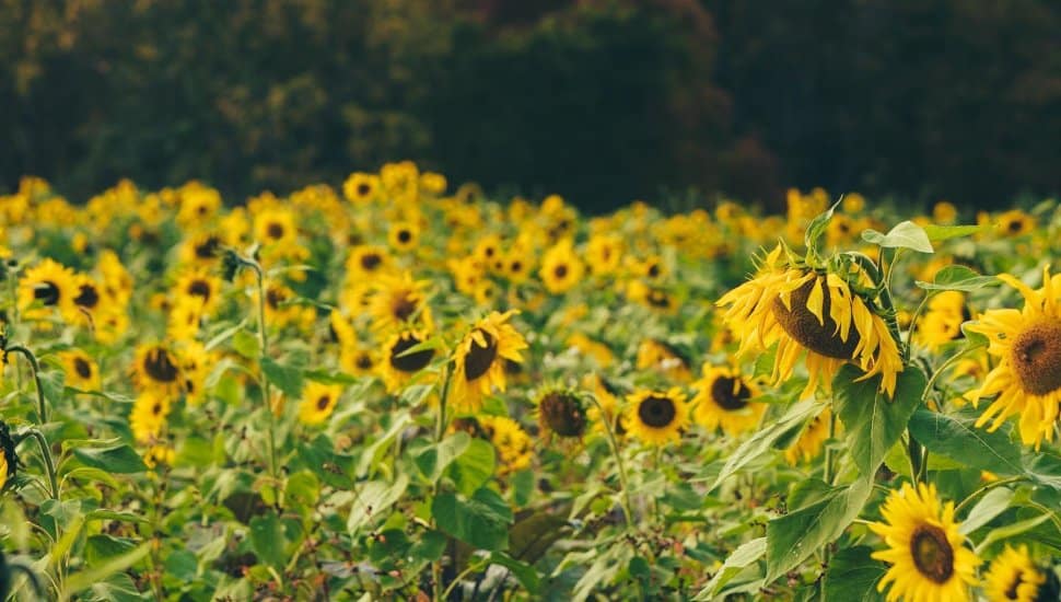 Highland Orchards sunflowers