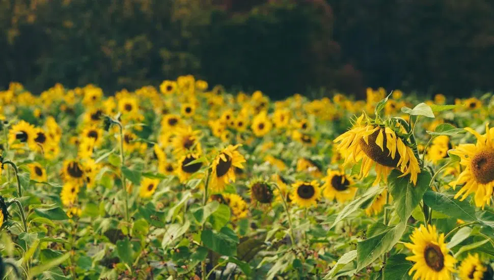 Highland Orchards sunflowers