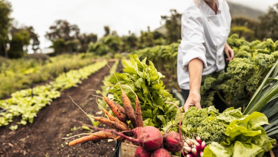 person harvesting vegetables from farm