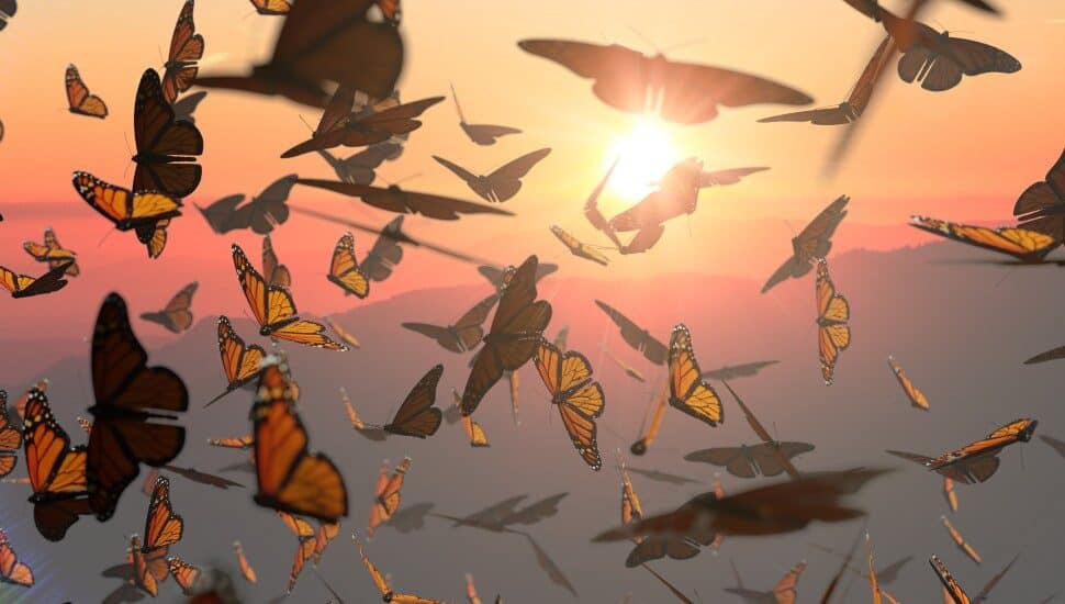 insect swarm at sunset