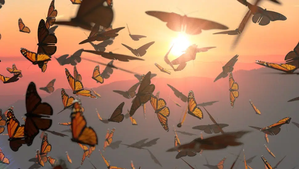 Chesco’s Monarch Butterflies Are Departing — Like Fluttery Vacationers — for Winters in the Warmth