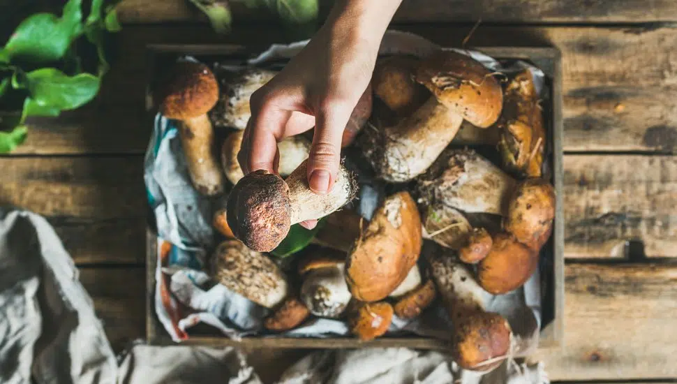 mushrooms cupped in hands
