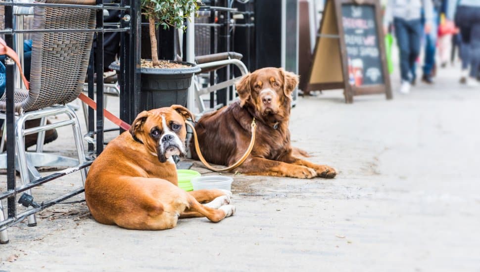 local pet-friendly restaurants