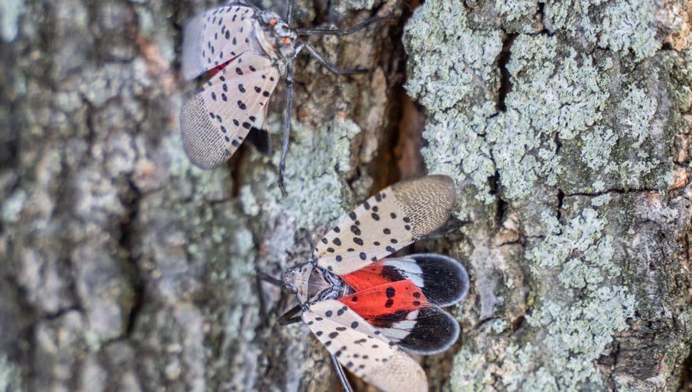 spotted lanternfly on tree