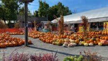 Pumpkins at Pumpkinland in Phoenixville