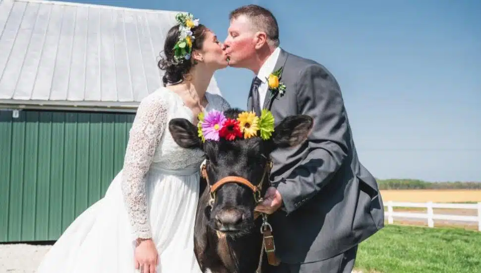 Hopkins Farm owners and cow