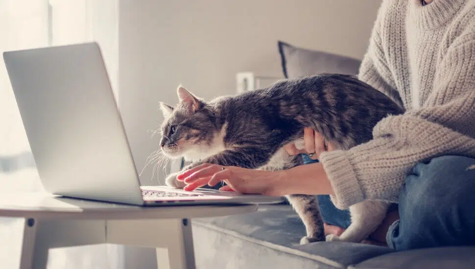 Young woman working from home with a cat