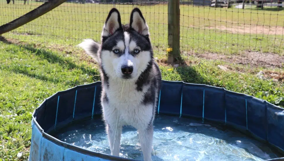 Three-Legged Husky at East Fallowfield Rescue Looking for a Fur-ever Home