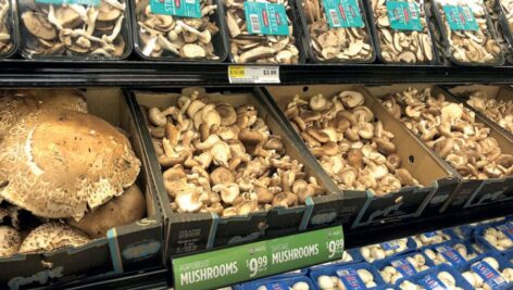 mushrooms in boxes at grocery store