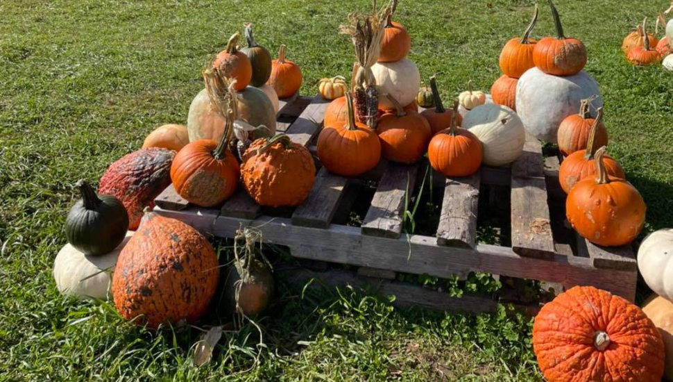 pumpkins at Milky Way Farm