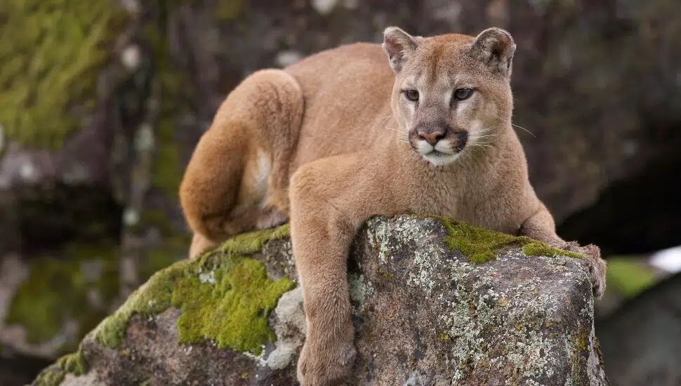 Pennsylvania Mountain Lion Was Regular Sight Until End of 19th Century, Then It Simply Disappeared