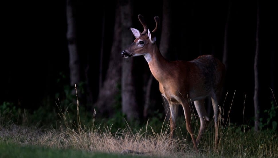 deer