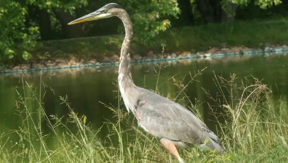 great blue heron