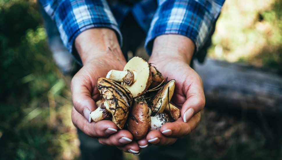 woman cupping handful of mushrooms