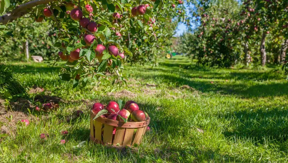pick your own apples