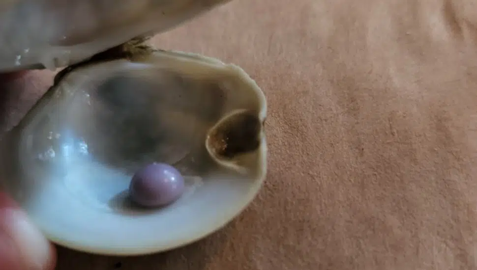 purple pearl