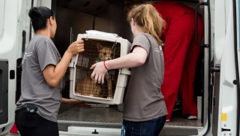 rescued cats and dogs