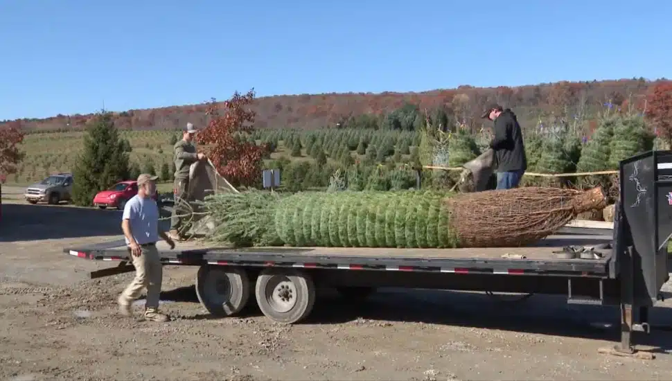 18-foot tree