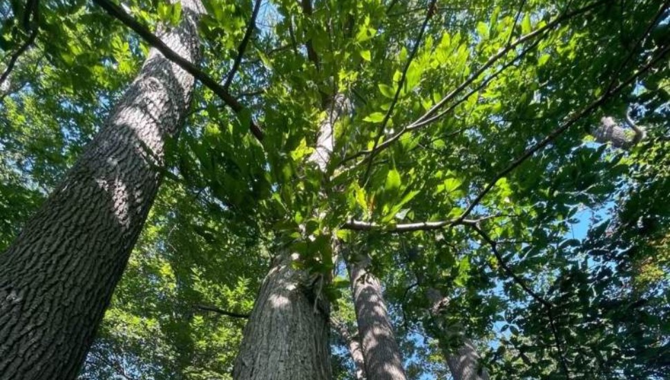 American Chestnut tree