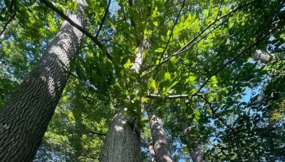 In for a ‘Tree-t’! Kennett Square Woman Takes Trek to See Rare American Chestnut