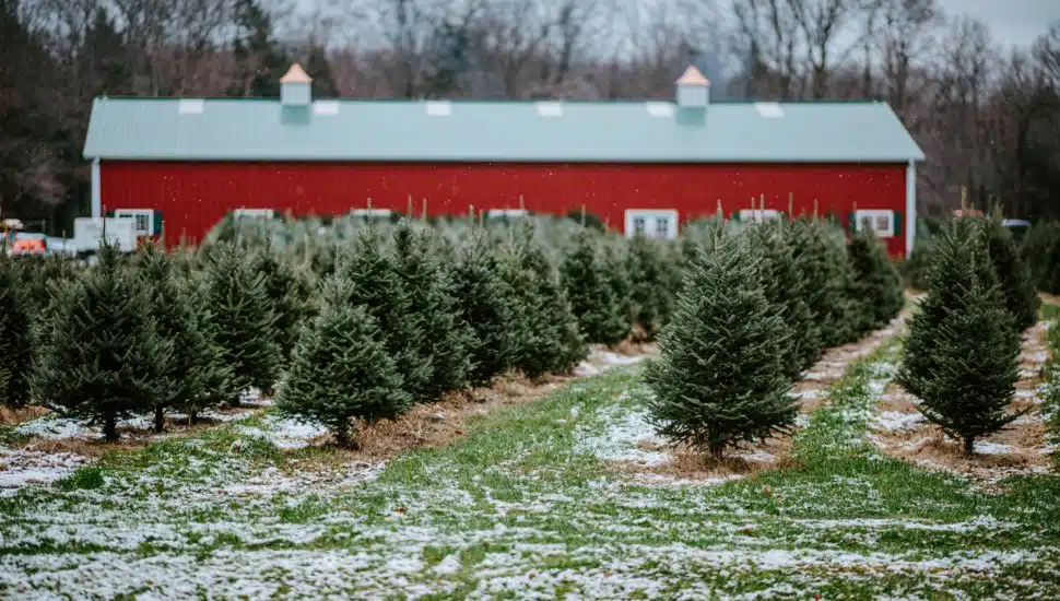 Where to Cut Your Own Christmas Tree in Chester County