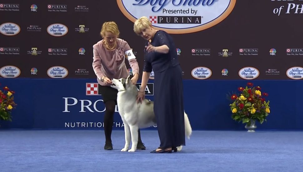 Thanksgiving National Dog Show 2021 - Canine Elegance on Display
