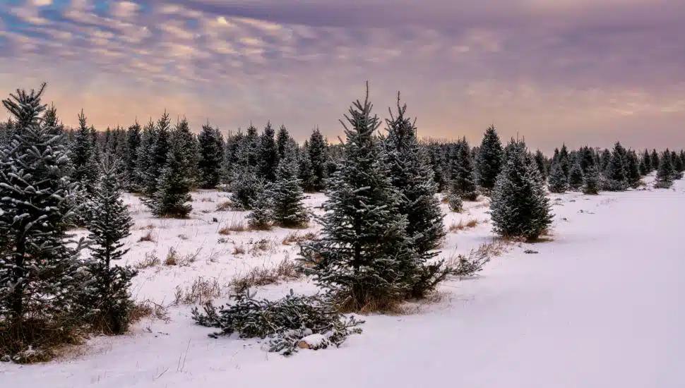 Want to Avoid Crowds? You Can Have Your Christmas Tree Delivered from Several Chester County Farms