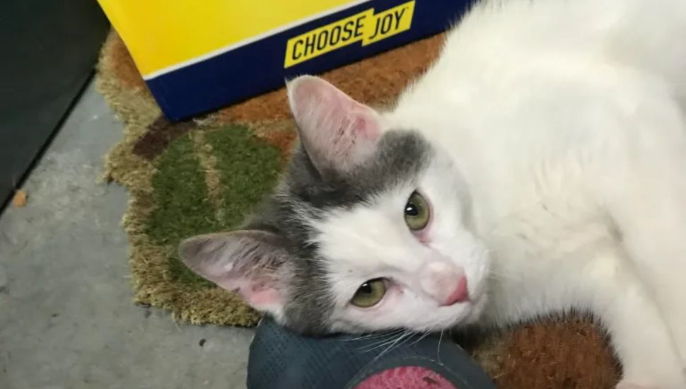 Kittens Rescued After Being Abandoned in Kennett Square