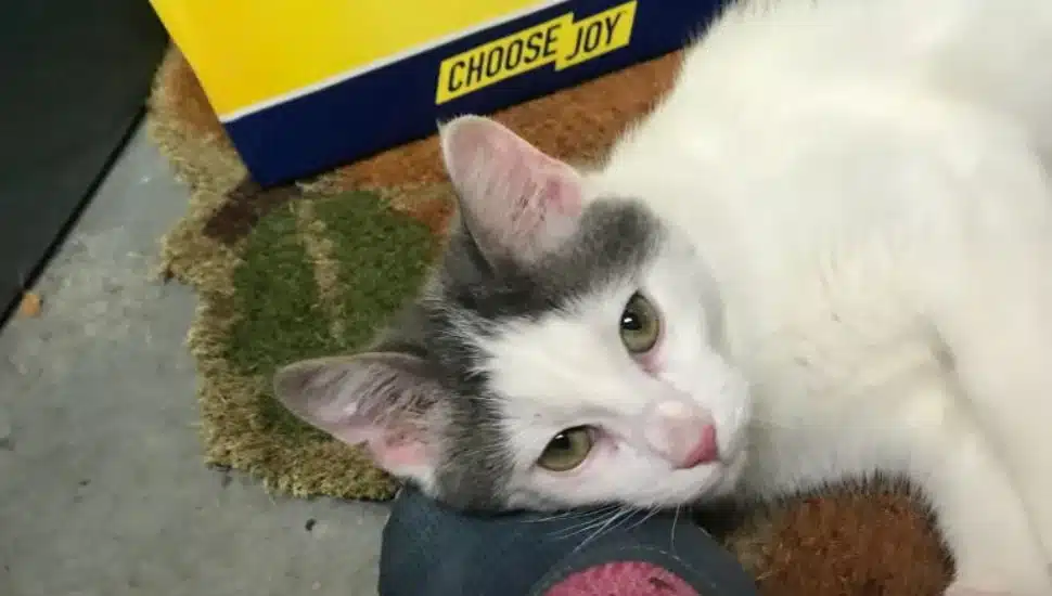 Kennett Square kittens