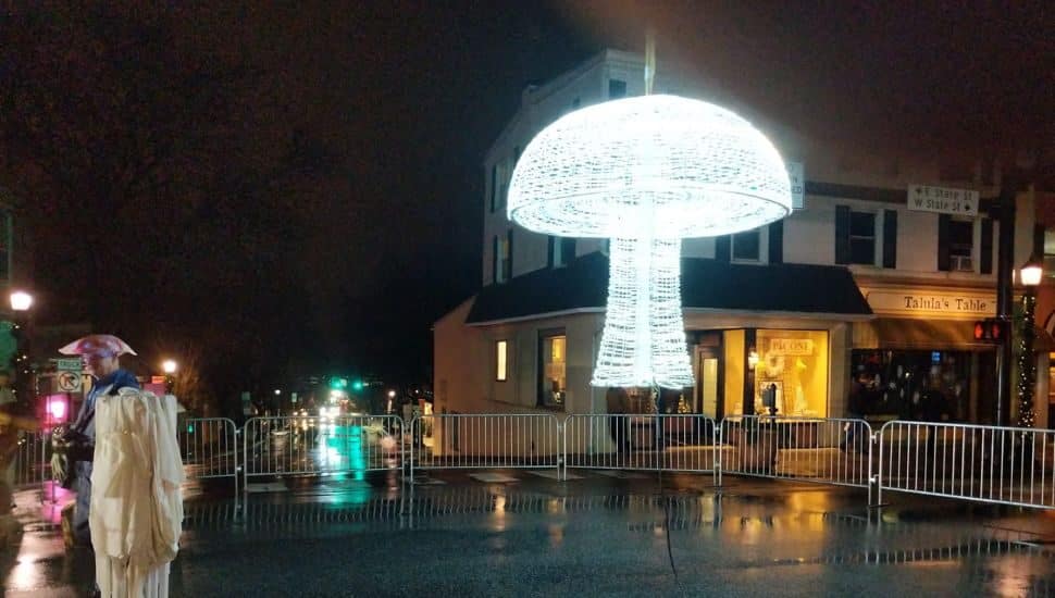 Midnight in the Square mushroom