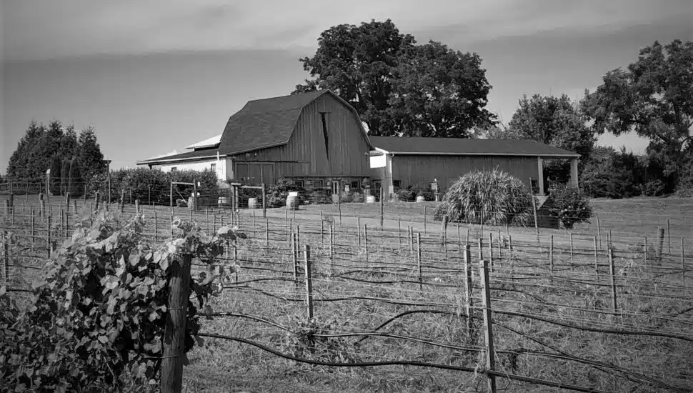 Va La Vineyards