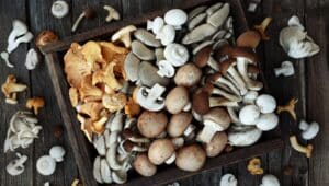 box of different mushroom types