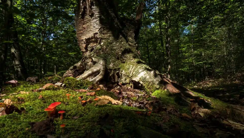 mushrooms and moss at tree base
