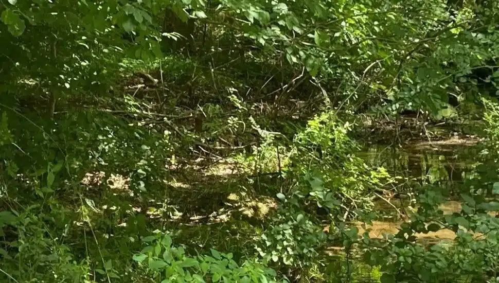 Randolph woods nature preserve