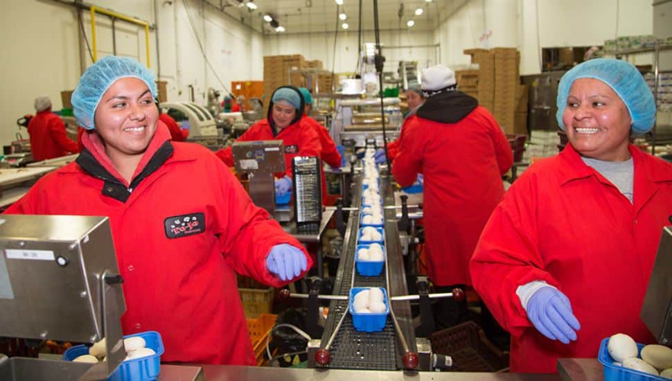 Workers at To-Jo Mushrooms