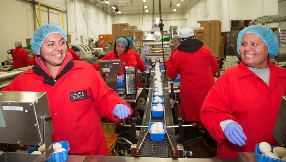 Workers at To-Jo Mushrooms