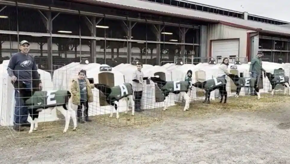 Elverson Farm Gives Newborn Calves Eagles-Themed Names