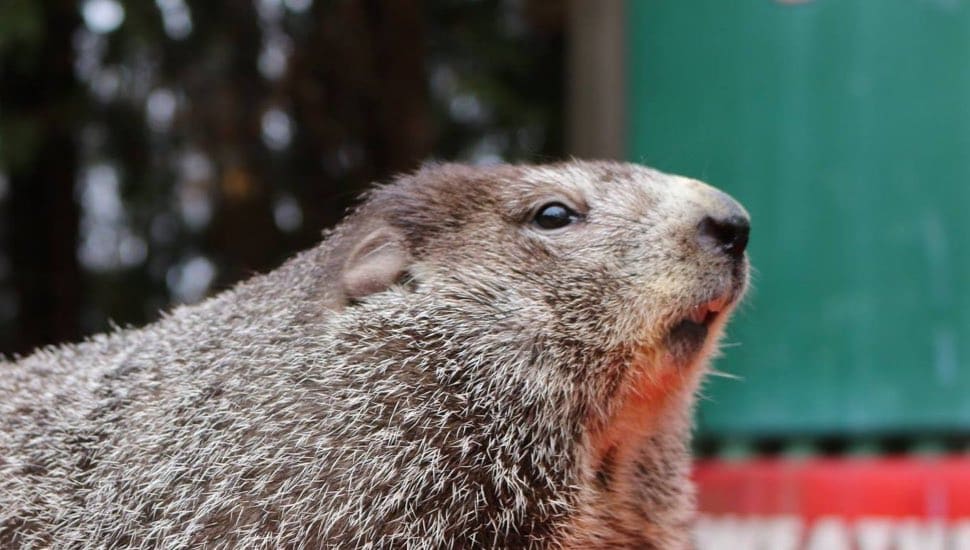 Punxsutawney Phil