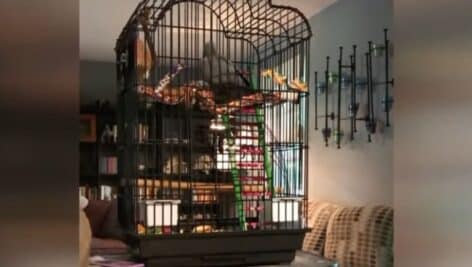 Tallulah singing in her cage.