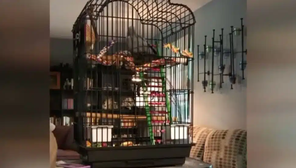 Tallulah singing in her cage.
